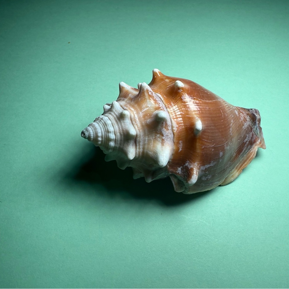 Large Conch Shell Decor - Picture 4 of 5